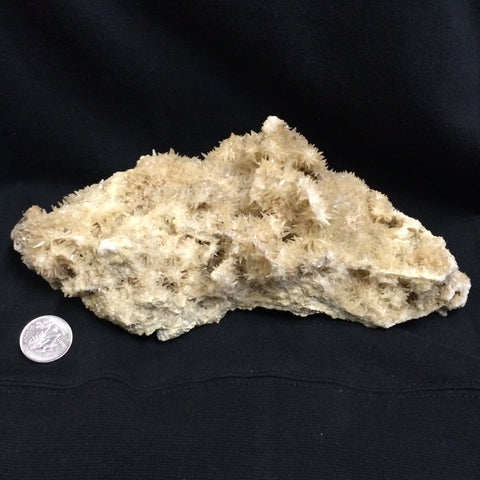 Shark tooth Calcite