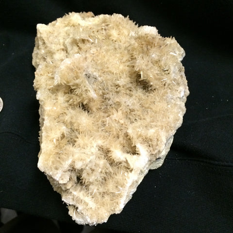 Shark tooth Calcite