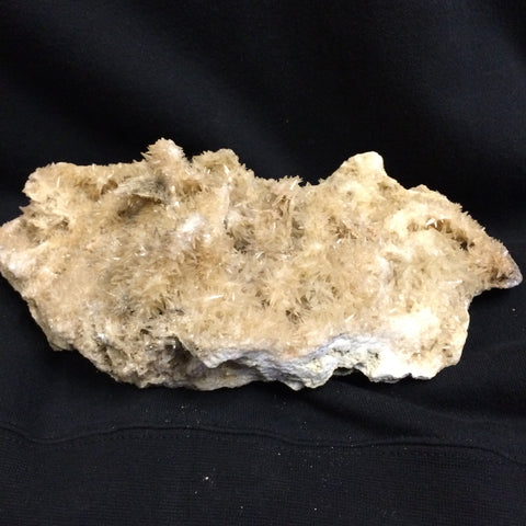 Shark tooth Calcite