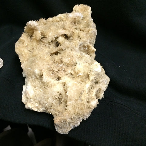 Shark tooth Calcite