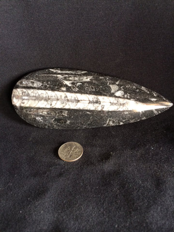 Orthoceras #2