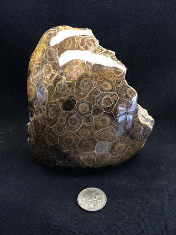Coral fossil #3