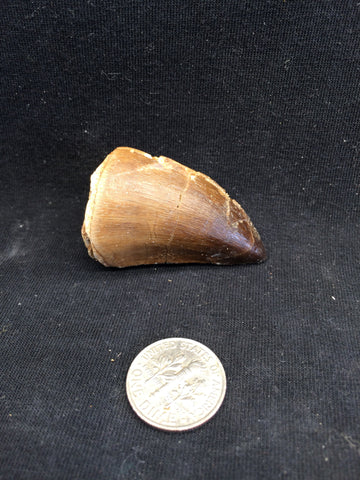Mesosaur tooth #2