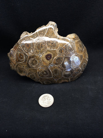 Coral fossil #1