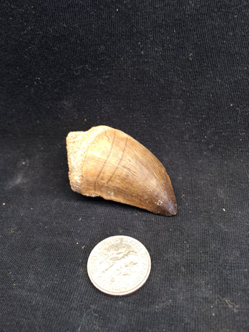 Mesosaur tooth #1