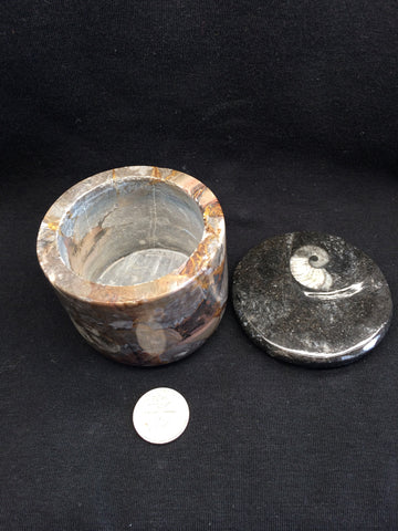 Ammonite jar #3