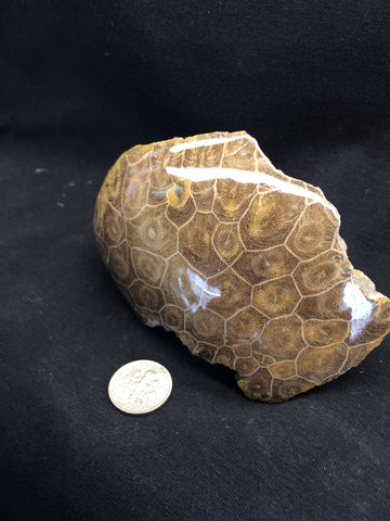Coral fossil #2