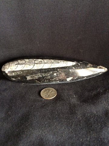 Orthoceras #3