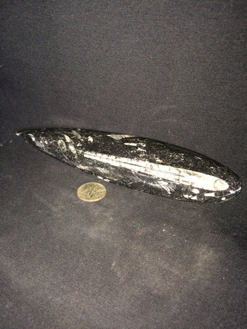 Orthoceras #1