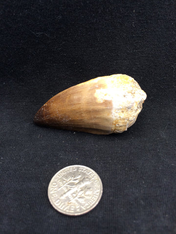 Mesosaur tooth #4